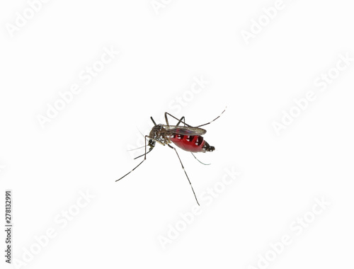 Mosquito isolated on white background