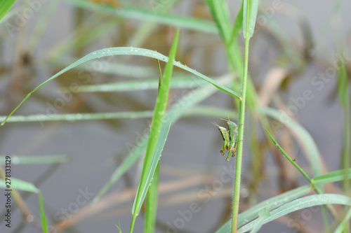 two grasshopper hybridize on some plant over water. photo