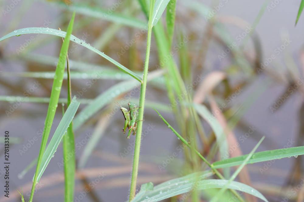 two grasshopper hybridize on some plant over water. two grasshopper hybridize on some plant over water.