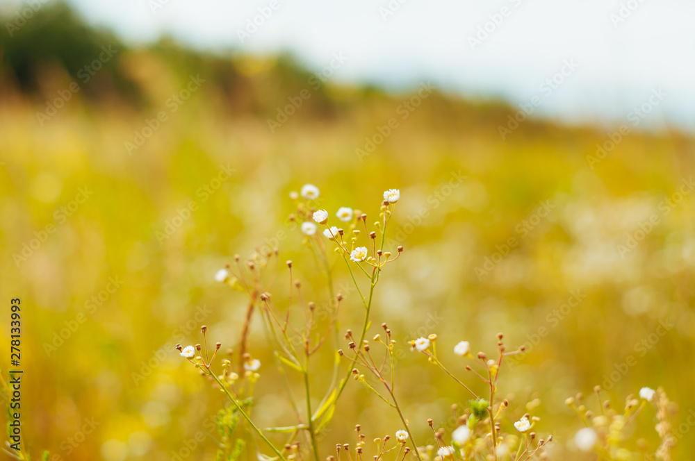 Field with wildflowers on a summer day