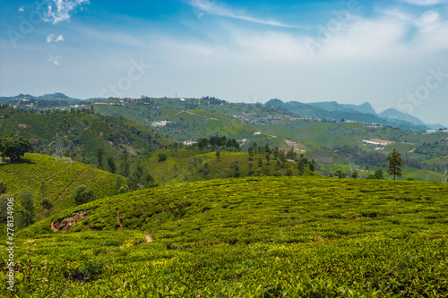 Tea gardens in the foothills of western ghat