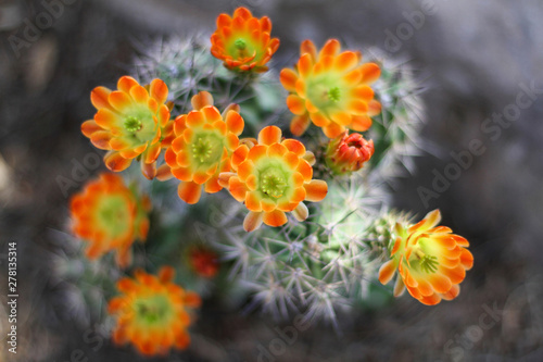 Orange Cactus Flowers Bloom