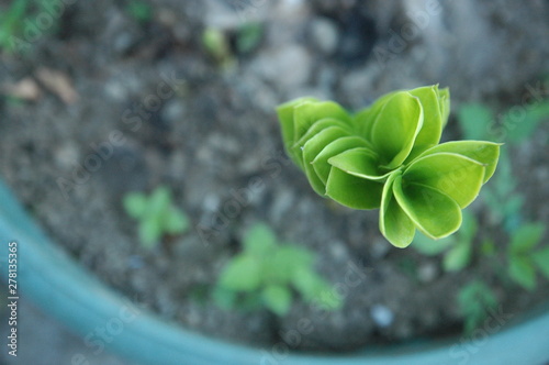 green leaf texture blur background photo