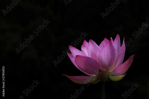 Lotus flower on a black background
