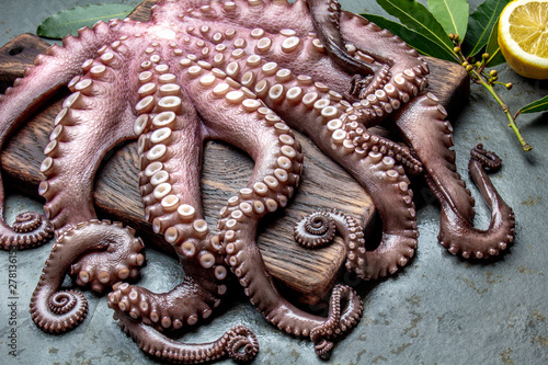 Whole fresh raw octopus on cutting board closeup on gray slate background