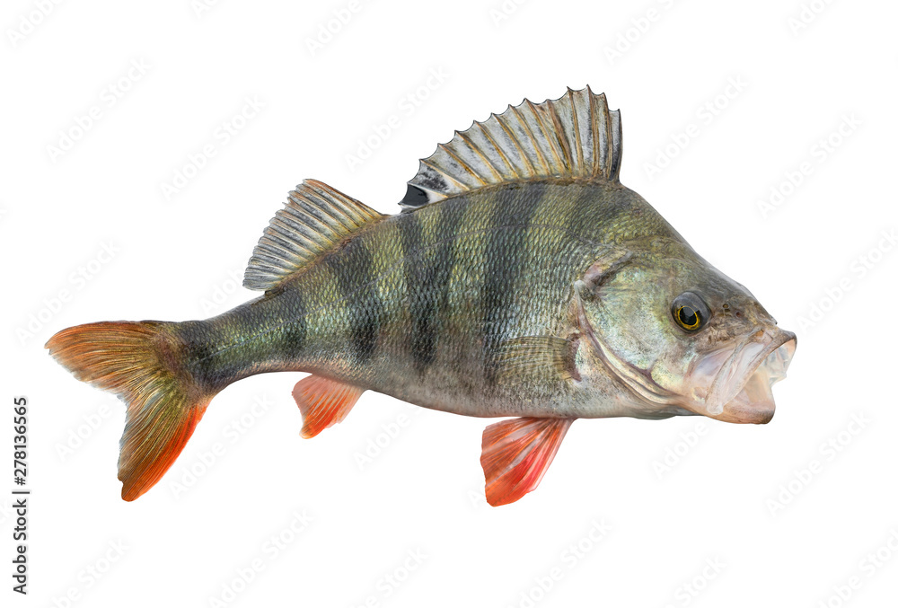 Fototapeta premium Perch fish. Live trophy isolated on white background. Perca fluviatilis