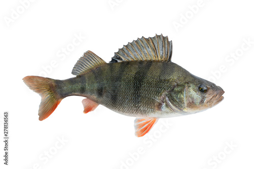 Perch fish. Live trophy isolated on white background. Perca fluviatilis
