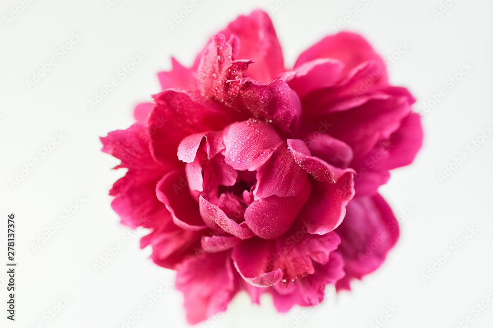 Red peony flower in a glass vase on a white isolated background. Fresh flowers . Selective focus. Horizontal frame. Red peony flower in a glass vase on a white isolated background. Fresh flowers . Selective focus. Horizontal frame.