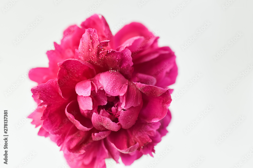 Red peony flower in a glass vase on a white isolated background. Fresh flowers . Selective focus. Horizontal frame. Red peony flower in a glass vase on a white isolated background. Fresh flowers . Selective focus. Horizontal frame.