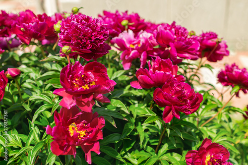 Pink peonies bush in the garden outdoors. Fresh flowers background. Horizontal frame.