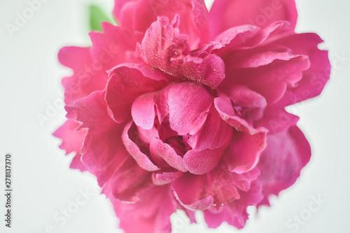 Red peony flower in a glass vase on a white isolated background. Fresh flowers . Selective focus. Horizontal frame.