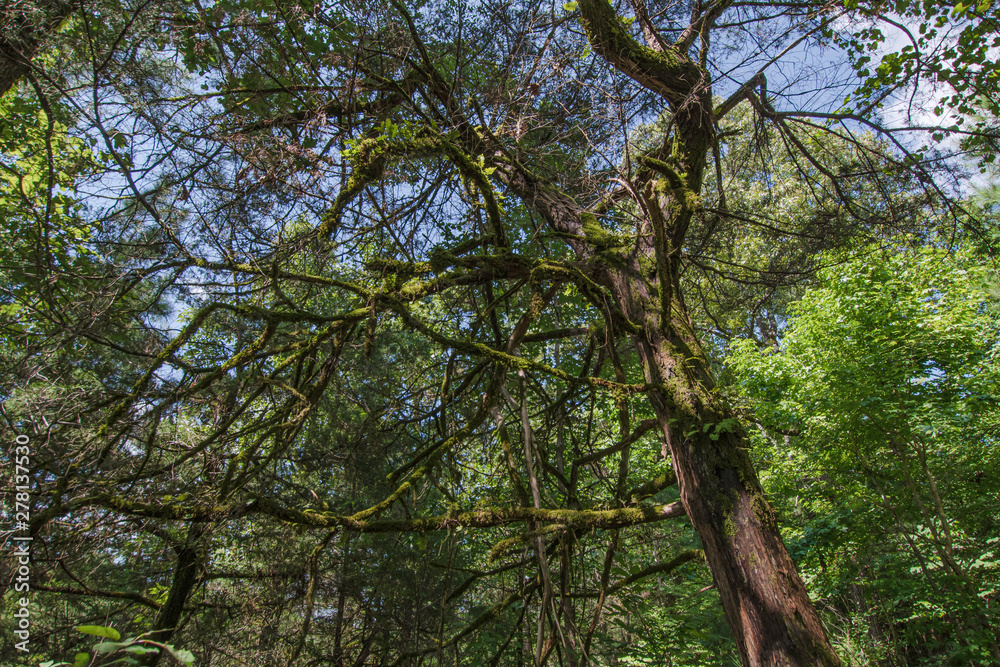 Massive cedar covered in moss