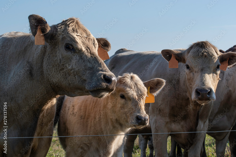 Three cattle near a wire fence Three cattle near a wire fence