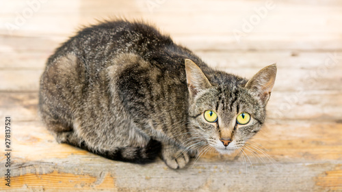 An angry cat sits on a wooden base. Color striped cat with signs of aggression. © Oleg1824f