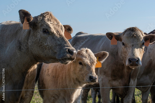 Three cattle near a wire fence