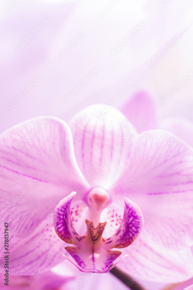 Obraz premium A flower of a magnificent pink orchid close up. Selective focus. Vertical frame. Fresh flowers natural background macro.