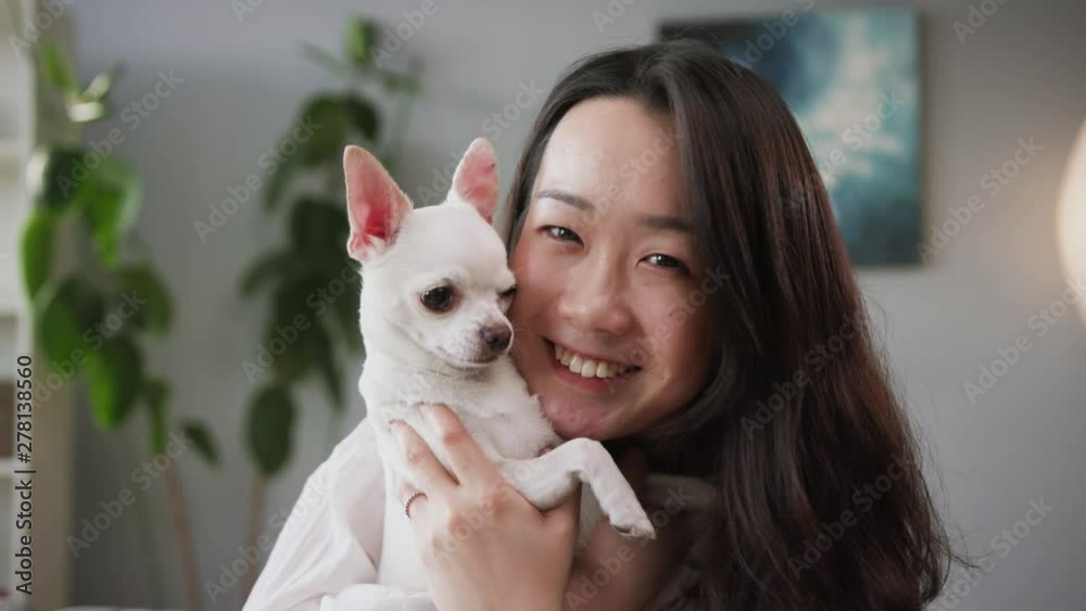 Happy young amazing girl hugging sweet Chihuahua. Fine pet. Compact white dog. Blurred background of apartment. Close-up footage. Indoors. Happy young amazing girl hugging sweet Chihuahua. Fine pet. Compact white dog. Blurred background of apartment. Close-up footage. Indoors.