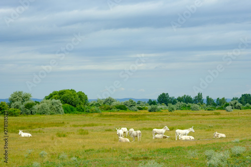 white donkeys in national park neusiedler see near illmitz, austria photo