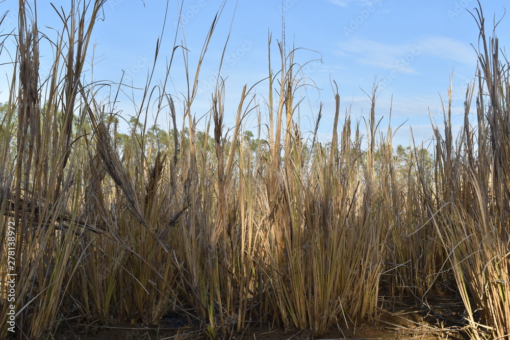 Fototapeta premium DRY GRASS IN FOREST