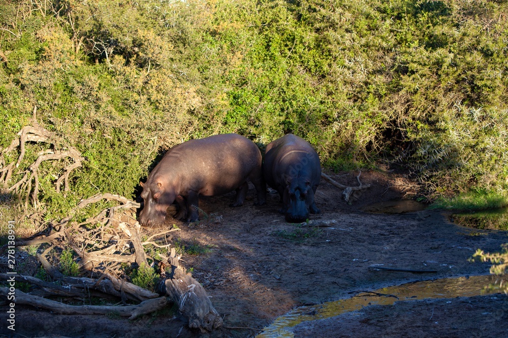 South Africa Hippopotamus out of the water South Africa Hippopotamus out of the water