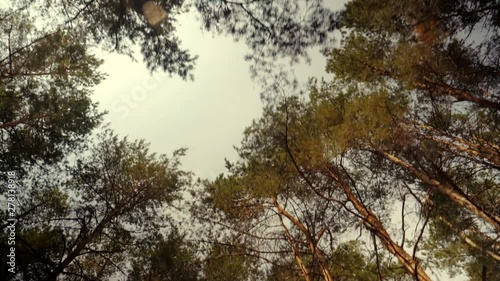 Sun Shining Through Green Pines Krown.Sun Shining Sunbeams Through Branches And Leaves Of Trees In Pine Forest.Sunbeams Through Wood Leaves in Motion. Sun Peaking Through Branches.Sun Rays Pine Forest photo