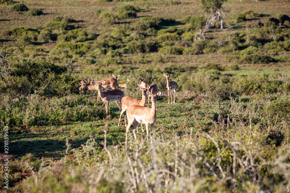 Fototapeta premium South African antelope 
