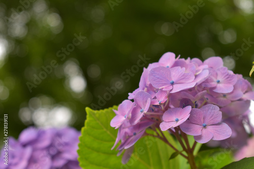 Purple Hydrangea  background green bokeh in Japan. 120-1 