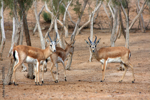 Uzbekistan Kyzylkum desert. A herd of gazelles.