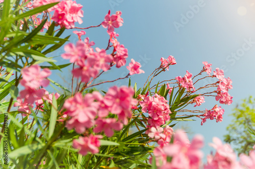 flowers in garden, Pink flowers are blooming in the garden., Beautiful pink oleander flower in the garden and blue sky in summer.