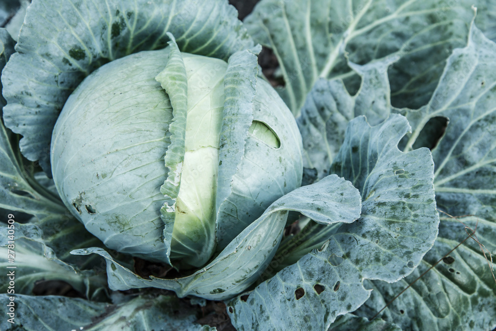 Obraz premium Fresh organic headed cabbage with leaves. Natural and safety food