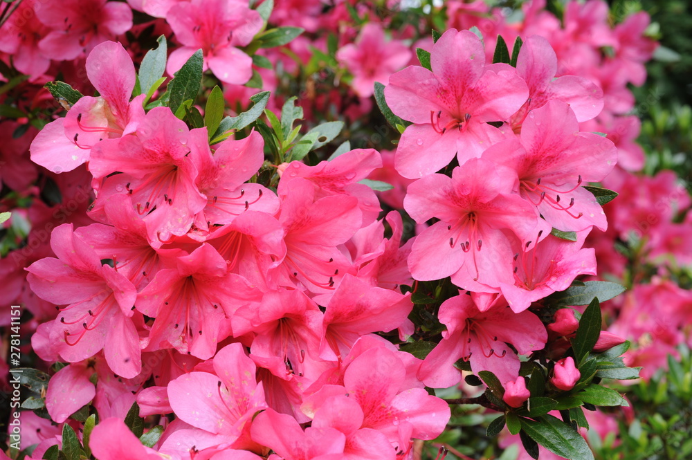 Pink Japanese azalea rhododendron flowers blooming in a garden during summer