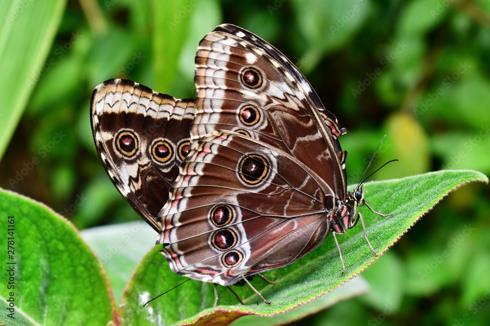 Obraz premium Butterfly on the leaf