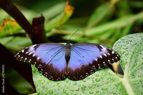 Butterfly on the leaf