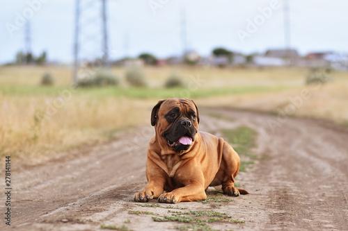 handsome bullmastiff in the nature