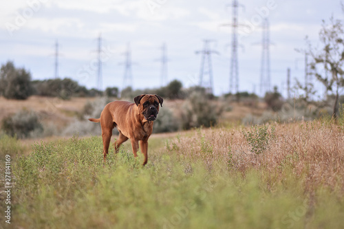 handsome bullmastiff in the nature