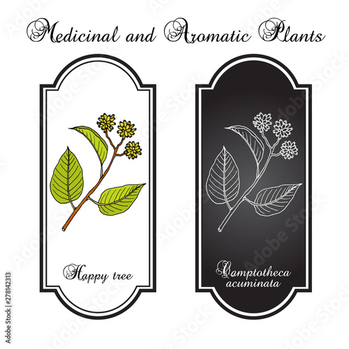 Happy or cancer tree camptotheca acuminata medicinal plant