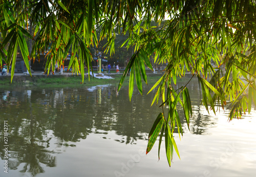 Green bamboo trees with the river