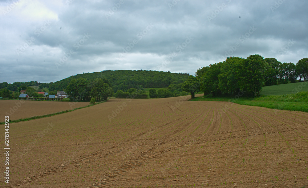 Agricultural field with small corns growing and cloudy sky
