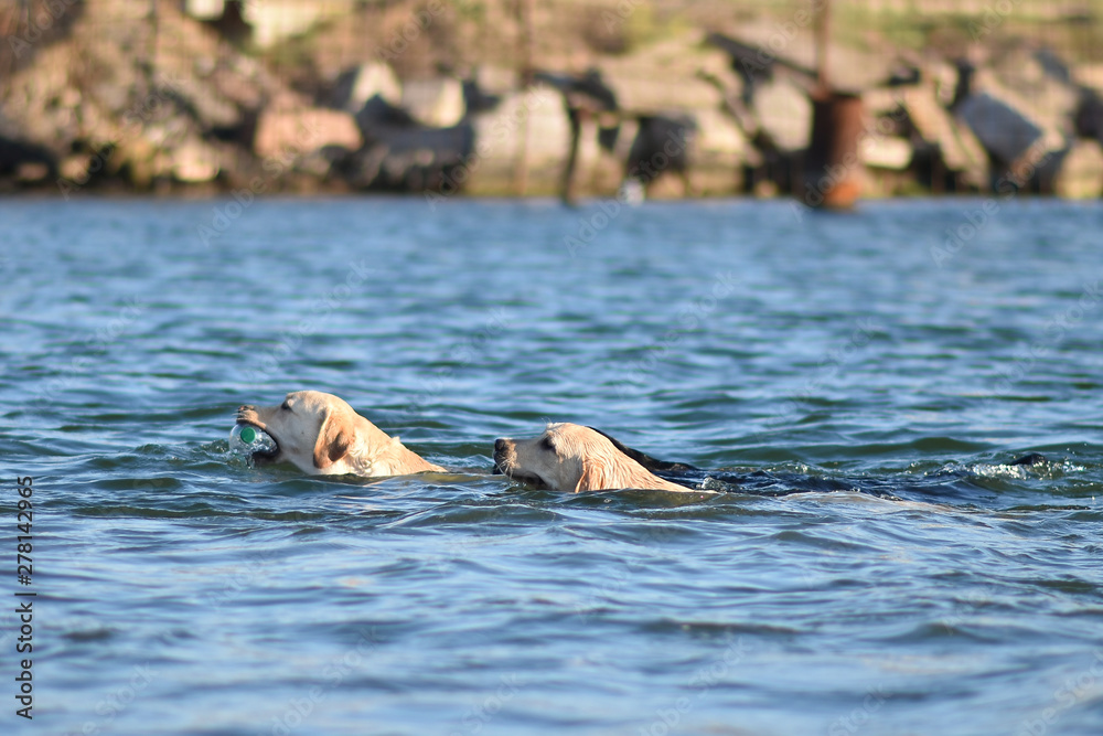 Fototapeta premium Labrador floats along the sea