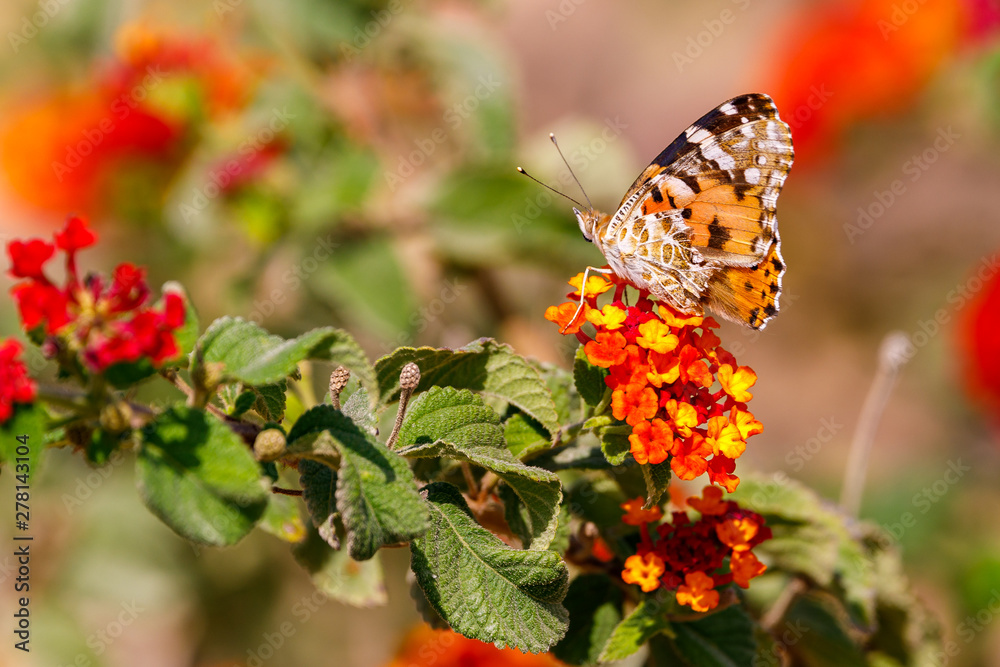 Closeup of big red butterfly is sitting on flower Closeup of big red butterfly is sitting on flower
