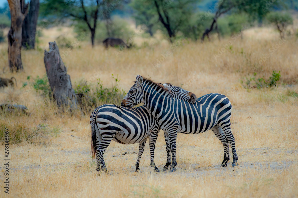Two Zebra, one resting its head on the back of the other zebra against blurred dry grass and green shrubs Two Zebra, one resting its head on the back of the other zebra against blurred dry grass and green shrubs