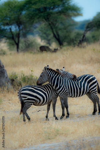 Portrait format of two zebra. One zebra has head resting on the back of the other zebra and one has back leg raised. Both standing against blurred dry grass background