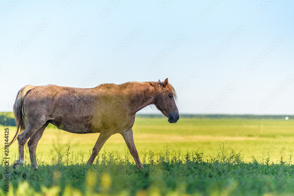 Lonely horse grazing in a park meadow. Lonely horse grazing in a park meadow.