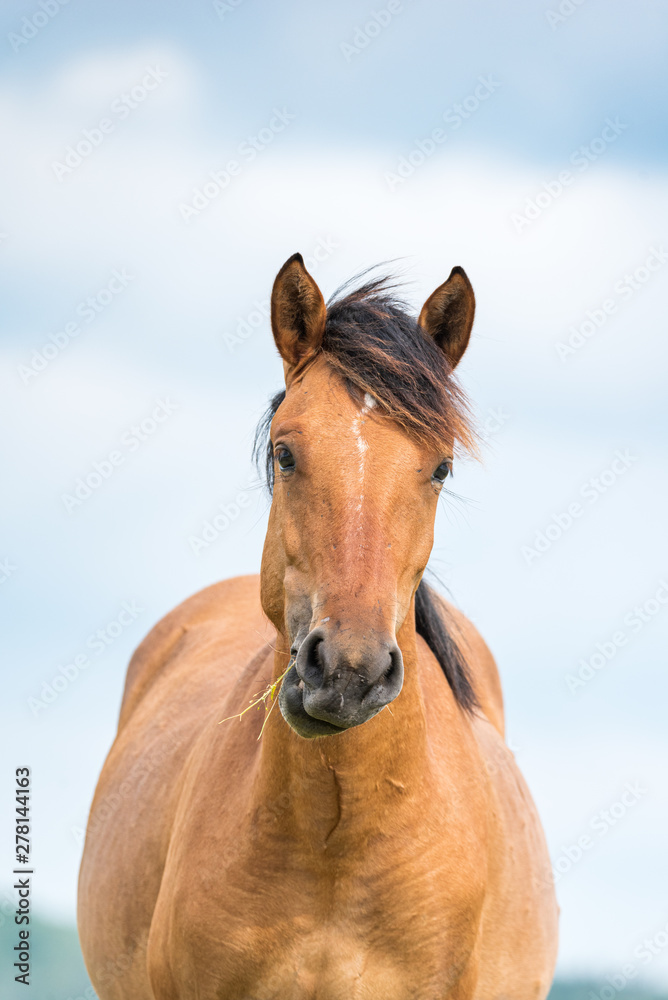 Obraz premium Lonely horse grazing in a park meadow.