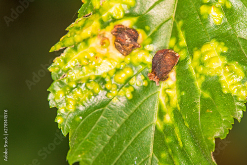 galls on a beech, closeup photo