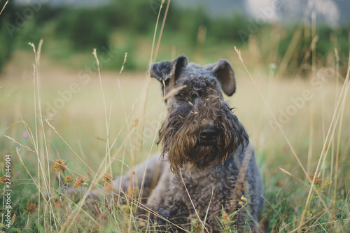 Kerry blue terrier stesa nell'erba