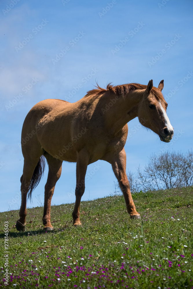 Brown horse portrait on California Farm in Spring