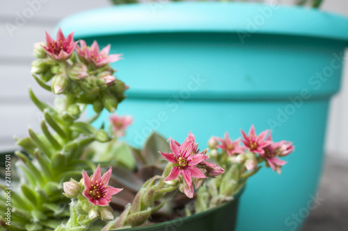 Cloe up photo of plant sempervivum succulent blooming pink flowers outdoors in summer