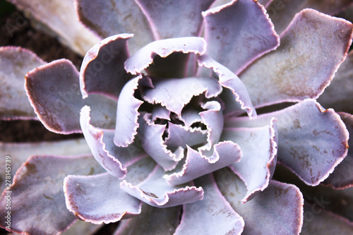 Close up macro of center of purple and pink echeveria succulent house plant