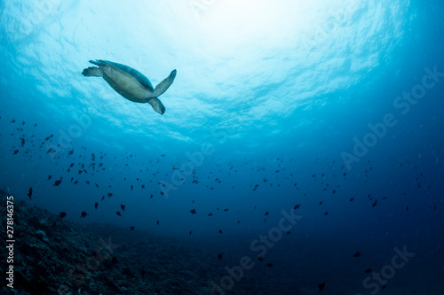 Sea turtle  © divedog
